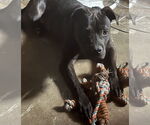 Small Staffordshire Bull Terrier