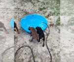 Small #1 Doberman Pinscher