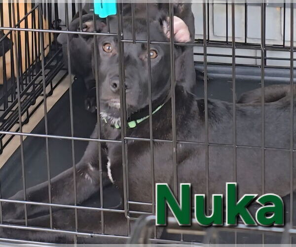 Medium Photo #5 Labsky Puppy For Sale in McDonough, GA, USA