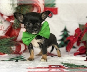 Chihuahua Puppy for sale in LANCASTER, PA, USA