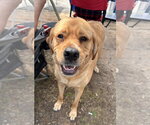 Small #2 Labrador Retriever Mix