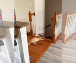 Small Photo #4 Mutt Puppy For Sale in Derwood, MD, USA