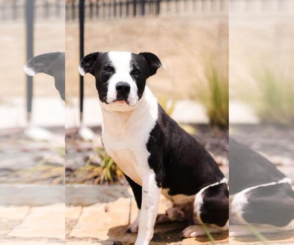 Medium Photo #10 Mutt Puppy For Sale in Rockwall, TX, USA