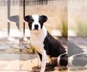 Diego-$75 Adoption Fee! Diamond Dog! - Male Mutt Dog for Adoption - Photo #10