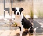 Small Photo #10 Mutt Puppy For Sale in Rockwall, TX, USA
