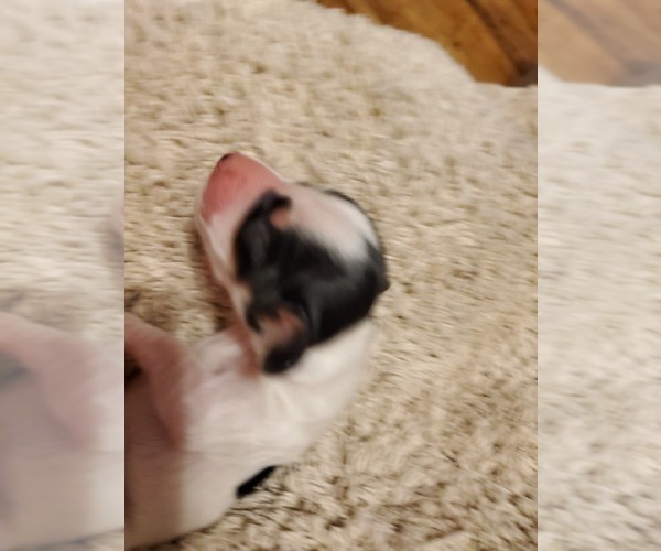 Medium Photo #3 Dachshund Puppy For Sale in CHOCTAW, OK, USA