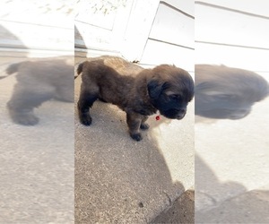 Golden Retriever-Saint Bernard Mix Dogs for adoption in HARLAN, IA, USA