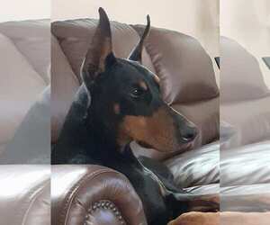 Doberman Pinscher Dogs for adoption in Buffalo, MN, USA