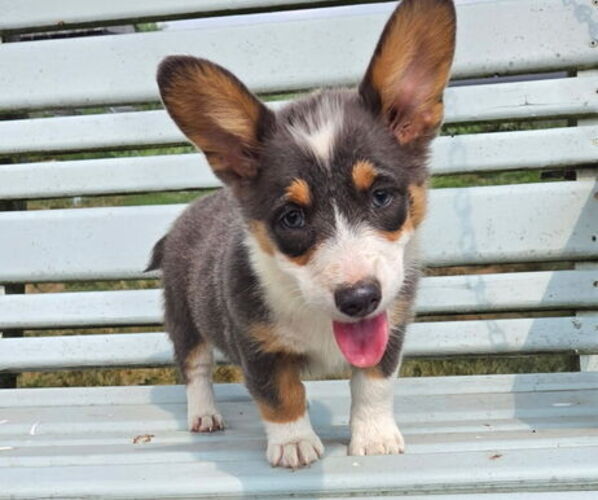 Medium Photo #1 Pembroke Welsh Corgi Puppy For Sale in MILTON, WI, USA