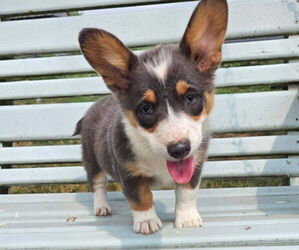 Pembroke Welsh Corgi Puppy for sale in MILTON, WI, USA