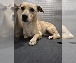 Mutt Dogs for adoption in San Antonio, TX, USA