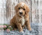 Small Goldendoodle (Miniature)