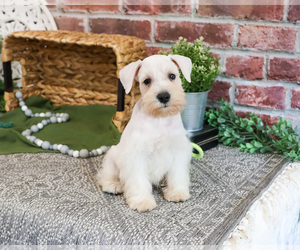 Schnauzer (Miniature) Puppy for sale in SYRACUSE, IN, USA