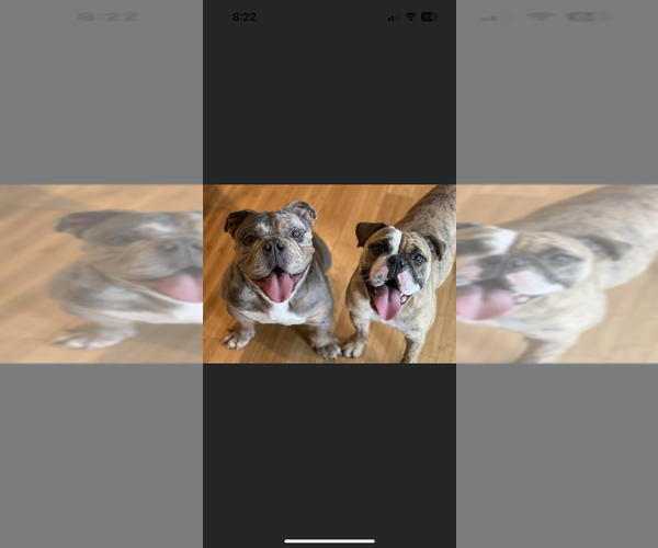 Medium Photo #3 Olde English Bulldogge Puppy For Sale in SMITHS GROVE, KY, USA