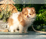 Small #2 Pomeranian