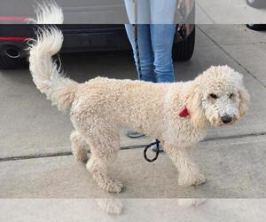 Birdie - Female Poodle (Standard) Dog for Adoption - Photo #3