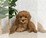 Small #1 Cavapoo