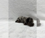 Puppy Bo Dachshund