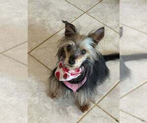 Mutt Dogs for adoption in Rustburg, VA, USA