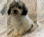Small #1 Poovanese