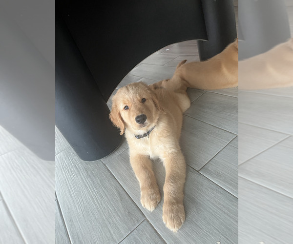 Medium Photo #4 Golden Retriever Puppy For Sale in ORLANDO, FL, USA