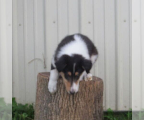 Medium Photo #3 Collie Puppy For Sale in FORT PLAIN, NY, USA