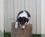 Small #2 Collie