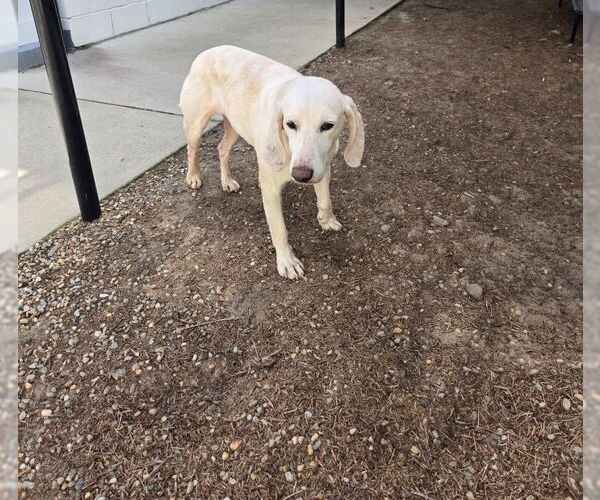 Medium Photo #1 Labrador Retriever-Unknown Mix Puppy For Sale in Hilton Head, SC, USA