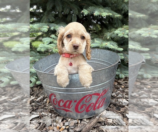 Medium Photo #3 Cocker Spaniel Puppy For Sale in MIDDLEBURY, IN, USA