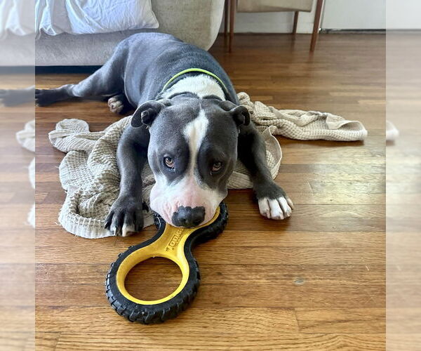 Medium Photo #2 American Staffordshire Terrier-Unknown Mix Puppy For Sale in San Juan Capistrano, CA, USA