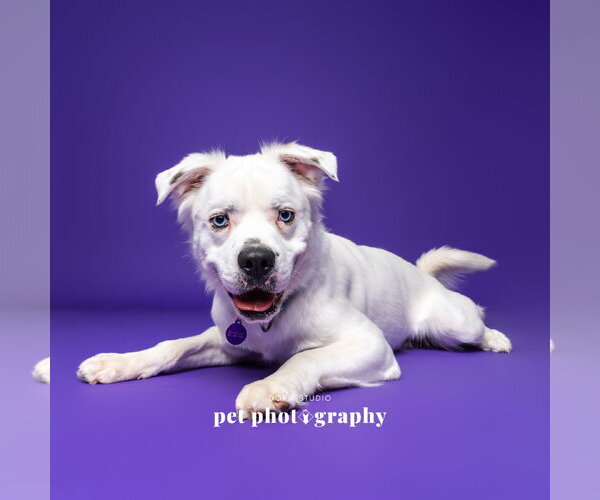 Medium Photo #15 Great Pyrenees-Unknown Mix Puppy For Sale in Fargo, ND, USA