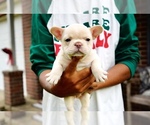 Puppy Paris Hilton French Bulldog