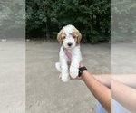 Small Photo #2 Goldendoodle Puppy For Sale in BRKN ARW, OK, USA