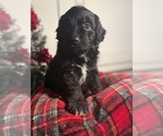 Small Photo #18 Aussiedoodle Miniature  Puppy For Sale in MENIFEE, CA, USA