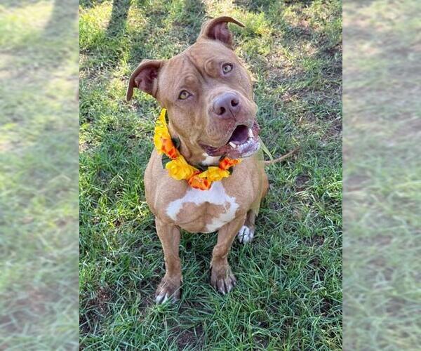 Medium Photo #1 American Staffordshire Terrier-Unknown Mix Puppy For Sale in Conroe, TX, USA