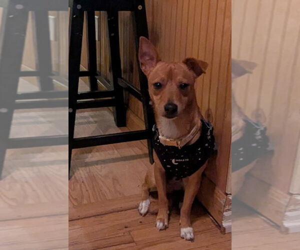 Medium Photo #2 Chihuahua-Unknown Mix Puppy For Sale in Morganville, NJ, USA