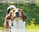 Small #1 Mutt