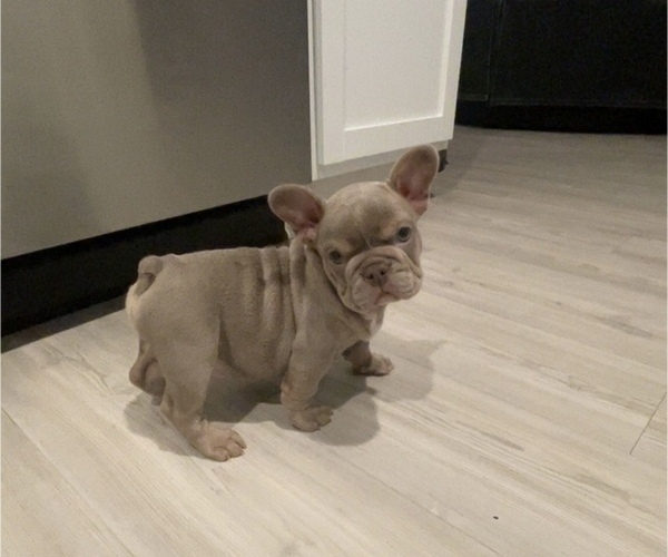 Medium Photo #2 French Bulldog Puppy For Sale in HUMBLE, TX, USA