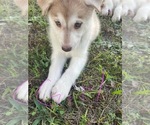 Small #3 Siberian Husky