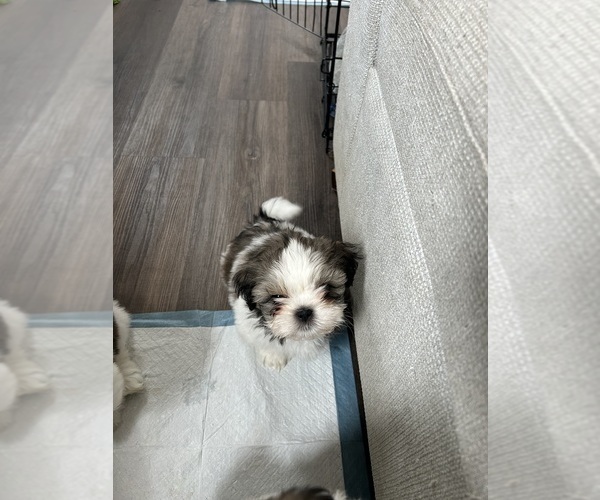 Medium Photo #1 Shih Tzu Puppy For Sale in BAKERSFIELD, CA, USA