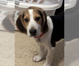 Beagle Dogs for adoption in Brookville, OH, USA