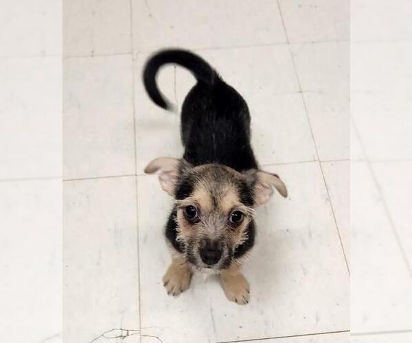 Medium Photo #4 Chihuahua-Unknown Mix Puppy For Sale in Parlier, CA, USA