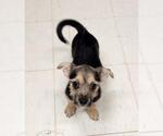 Small #3 Chihuahua Mix