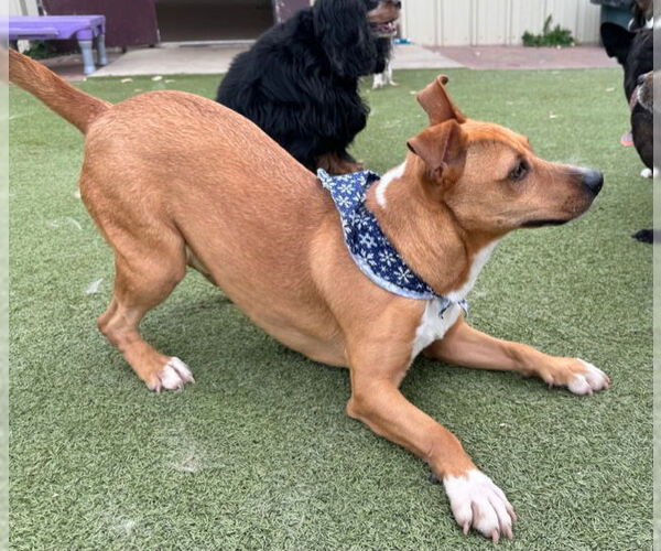 Medium Photo #3 Carolina Dog-Unknown Mix Puppy For Sale in Amarillo, TX, USA