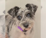 Small #1 Mutt