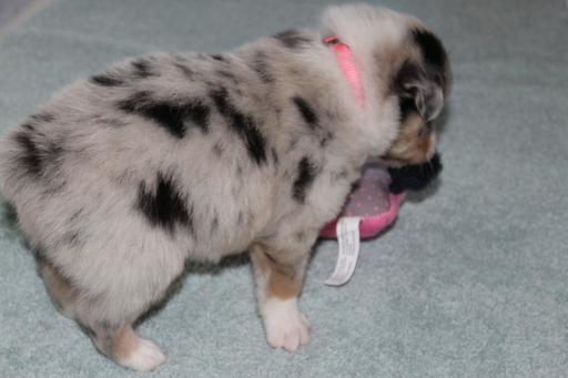 Medium Photo #4 Miniature Australian Shepherd Puppy For Sale in HAMPTON, GA, USA