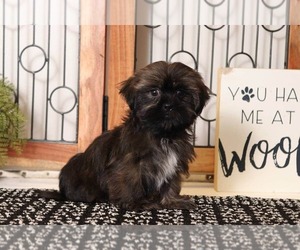 Shih Tzu Puppy for sale in NAPLES, FL, USA