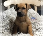 Small Photo #1 Boxador Puppy For Sale in CONVERSE, IN, USA
