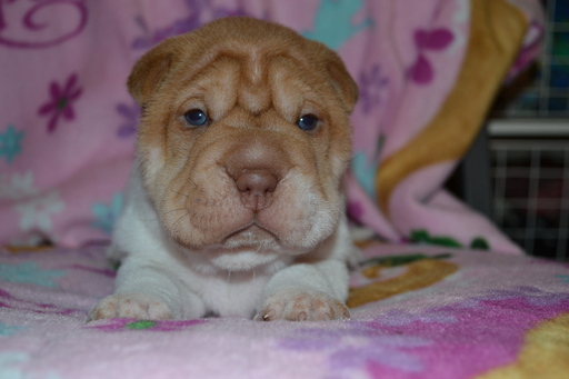 Medium Photo #1 Chinese Shar-Pei Puppy For Sale in MASON, WI, USA
