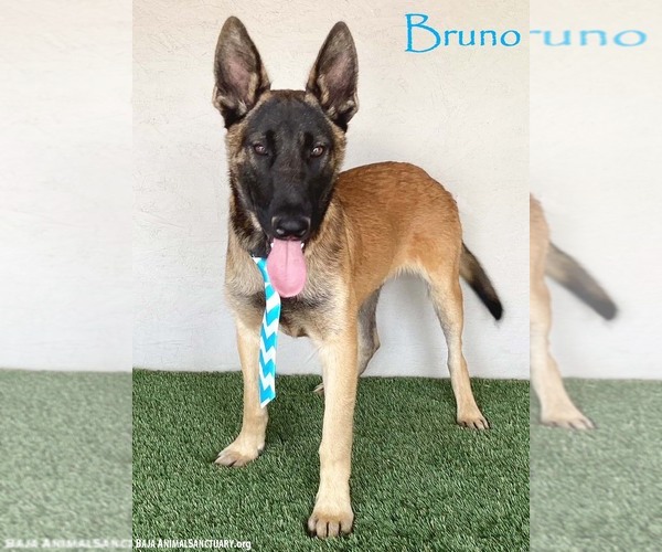 Medium Photo #1 German Shepherd Dog-Unknown Mix Puppy For Sale in San Diego, CA, USA